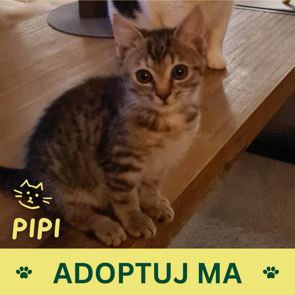 Pipi