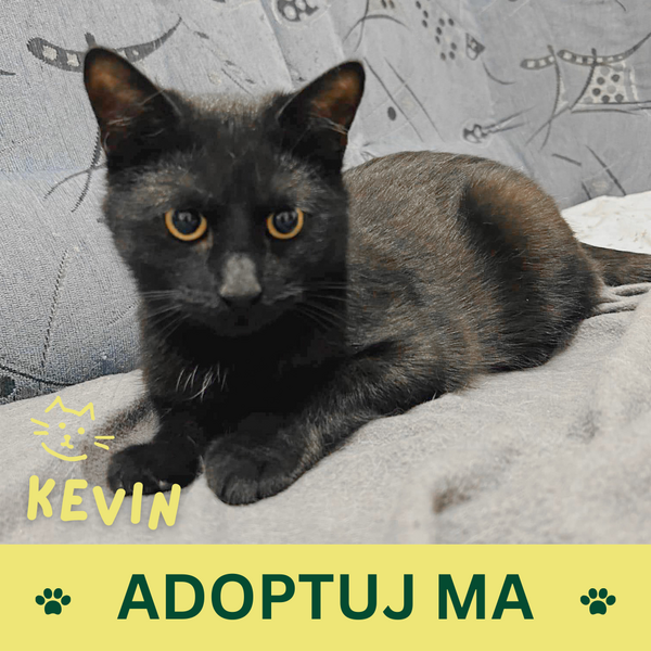 Kevin
