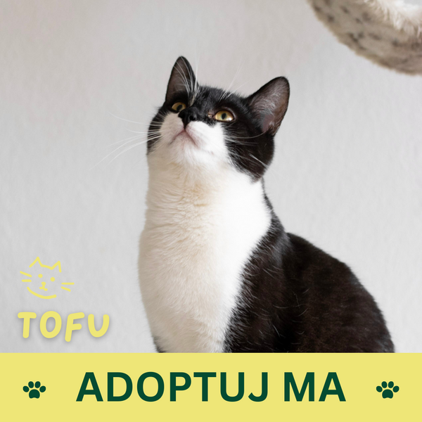 Tofu