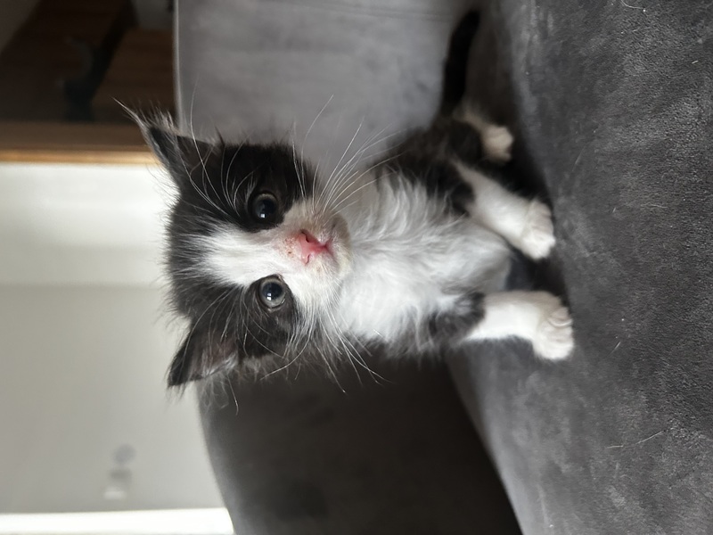 Muffin