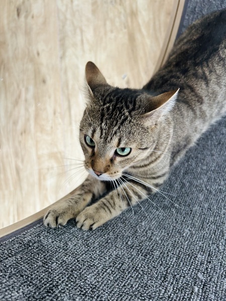 Marián