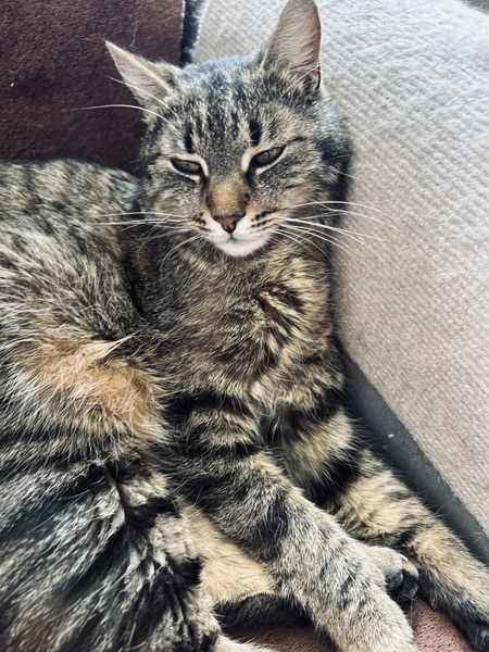 Tomas