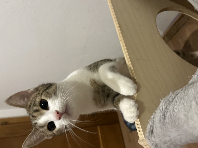 Tobias