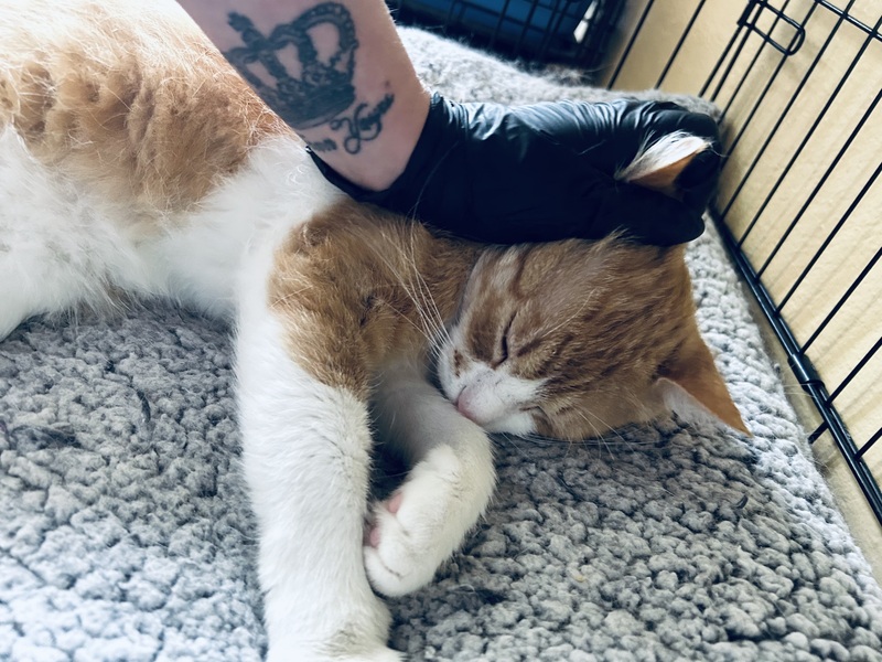 Gabriel