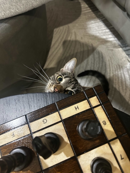Cookie